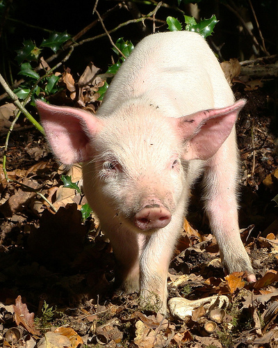 piglet